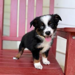 Slinky - Black tri male Miniature Australian Shepherd puppy in Buchanan, Georgia from Stanleyville Farm Mini Aussies