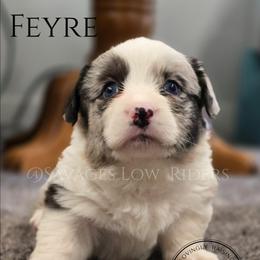 Savage Feyre of Eire - Blue merle and white female Cardigan Welsh Corgi puppy in Plymouth, Iowa from Savages Low riders
