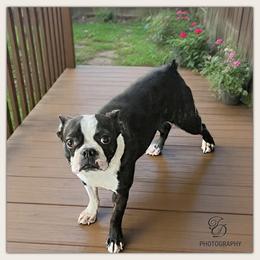 True - Boston Terrier