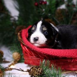 Draco - Black tri male Miniature American Shepherd puppy in Kalama, Washington from Lone Pine Miniature American Shepherds
