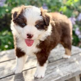 Red-Tri Boy 2 - Red tri-color male Australian Shepherd puppy in Wauneta, Nebraska from 4H Aussies