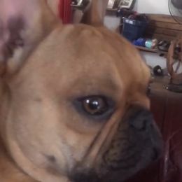 French Bulldog Puppies from Lilac City French Bulldogs