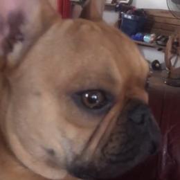 French Bulldog Puppies from Lilac City French Bulldogs