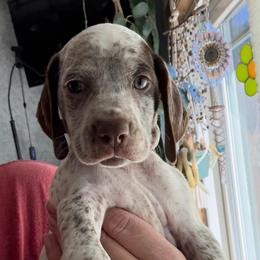 Brown - White and brown male Braque du Bourbonnais puppy in Brandon, South Dakota from Sioux Ridge Pointers
