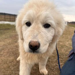 Sleepy - White male Maremma Sheepdog puppy in New Auburn, Wisconsin from Cordell Corgis