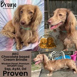 Bruno - Brindle male Dachshund puppy in Denham Springs, Louisiana from Rockin’ with Dachshunds