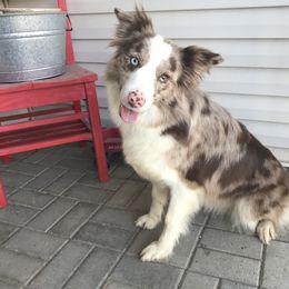 Raya - Border Collie