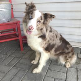 Raya - Border Collie
