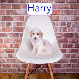 Harry - Parti male Goldendoodle puppy in Calhoun, Georgia from Happy Top Doodles
