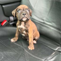 Boy 2 - Brindle male Boxer puppy in Prestonsburg, Kentucky from Diamond Standard Boxers