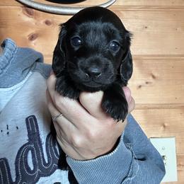Girl 2 - Black female Dachshund puppy in Cheyenne, Wyoming from Great Basin Hounds
