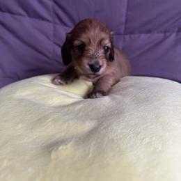 Shaded cream girl - Cream female Dachshund puppy in Wolf Lake, Indiana from Canisteo Dachshunds