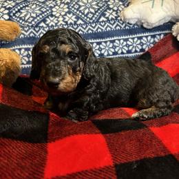 Dachshund Puppies from Dashing Doxie’s