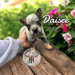 DAIZEE - Blue female Australian Cattle Dog puppy in Kalispell, Montana from BTR Australian Cattle Dogs