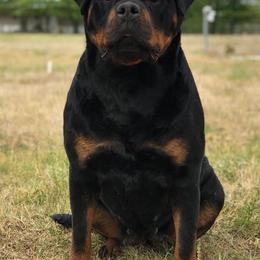 Rottweilers from Vom Haus Bulnes