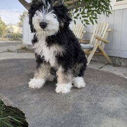 Cowabunga - male Australian Mountain Doodle puppy in Melba, Idaho from Sleepy Hollow Mountain Doodles