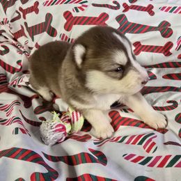 Bell - Red and white female Siberian Husky puppy in Kansas City, Missouri from Anuun's Huskies
