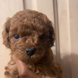Giorgio - Red  male Poodle puppy in Long Island, New York from Minipaws kennel