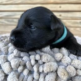 Duncan - Black male Miniature Schnauzer puppy in Dawson, Georgia from Faith Farm Miniature Schnauzers