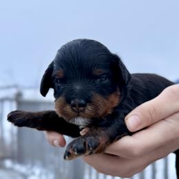Tri Color Girl 1 - Tri-color female Bernedoodle puppy in Anchorage, Alaska from Cascade Country Doodles