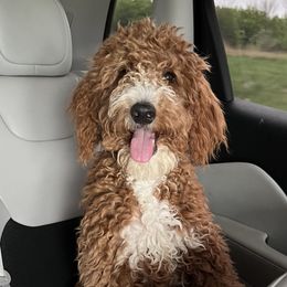 Bernedoodle and Goldendoodle Puppies from I Dream of Doodles