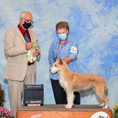 Portuguese Podengos from Lochbay