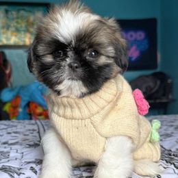 Chloe - Tricolor female Shih Tzu puppy in Stroudsburg, Pennsylvania from Puppyville Pa Shih Tzu & frenchies
