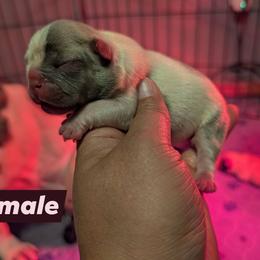 Girl 1 - White female French Bulldog puppy in Battle Ground, Washington from Ferguson's Bulldogs