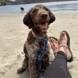 Lagotto Romagnolo Puppies from Anna’s Lagottos