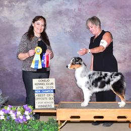 Australian Shepherd All Grown Up from Oceanside Aussies