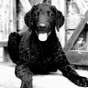 Curly-Coated Retrievers from Kanon Curly Coated Retrievers