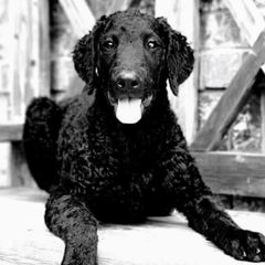 Curly-Coated Retrievers from Kanon Curly Coated Retrievers