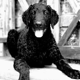 Curly-Coated Retrievers from Kanon Curly Coated Retrievers