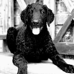 Curly-Coated Retrievers from Kanon Curly Coated Retrievers