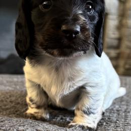 Dachshund Puppies from JV’s Dachshunds & Creams