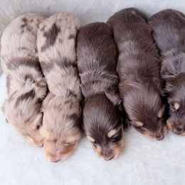 NINA - Dapple female Dachshund puppy in Richmond, Virginia from Irresistible Dachshunds & Cavaliers