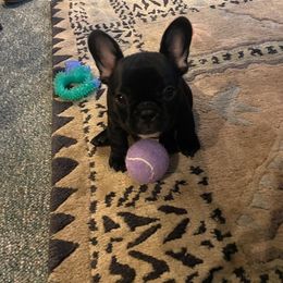 French Bulldog All Grown Up from Huntsburg Frenchie Farm
