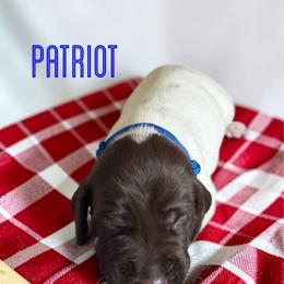 Patriot - Liver and white male German Shorthaired Pointer puppy in Polk City, Florida from Yates’ GSP
