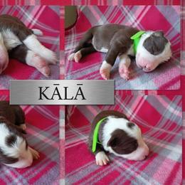Kala - White and red female Border Collie puppy in Max, Nebraska from Stag Valley Homestead
