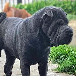Ice - Chinese Shar-Pei