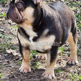 French Bulldog All Grown Up from Bullistik® Knl