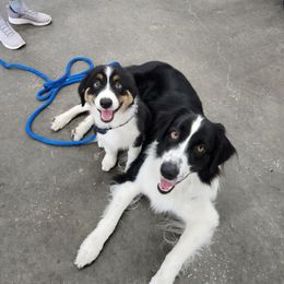 Australian Shepherd Puppies from Ace of Spades Australian Shepherds