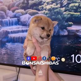 AIKO - Red female Shiba Inu puppy in Minnesota from BonsaiShibas