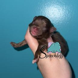 Remy - Chocolate and tan male Pomeranian puppy in Perry County, Ohio from Speechless Pom’s