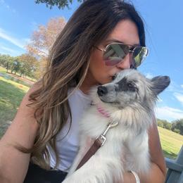 Oliie - Toy Shetland Sheepdog