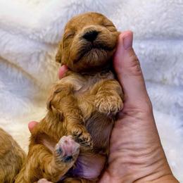 Sebastian - Red  male Poodle puppy in Utica, Ohio from Poodle Me Crazy
