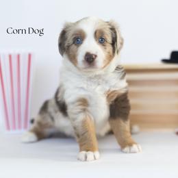 Corn Dog - Red merle male Miniature Australian Shepherd puppy in Wooster, Ohio from Kari's Mini Aussies