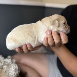 Orange Collar - Light golden male Golden Retriever puppy in Stedman, North Carolina from Wise-Taylor Goldens