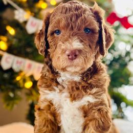 Gray - Sable female Bernedoodle puppy in Hesperia, Michigan from Red Acres Poodles & Doodles