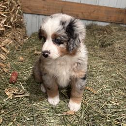 Miniature Australian Shepherd Puppies from Mid-Plains Mini Aussies